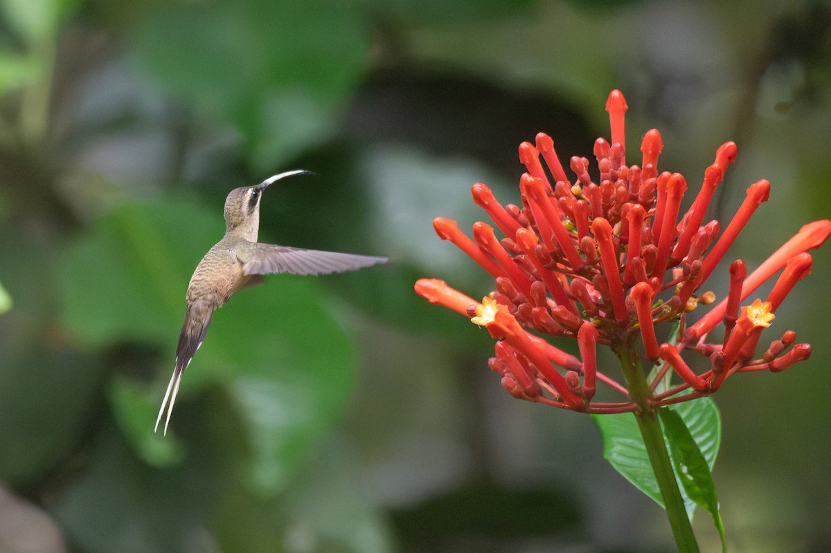 Long-tailed Hermit - ML639776093