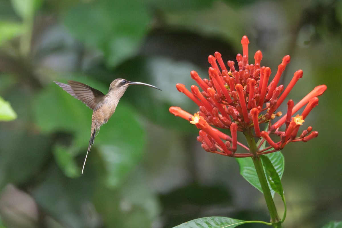 Long-tailed Hermit - ML639776094