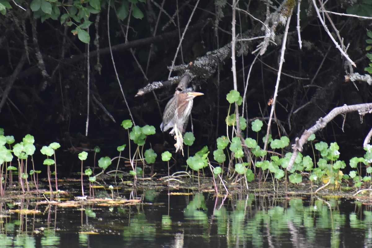 Green Heron - ML639776162