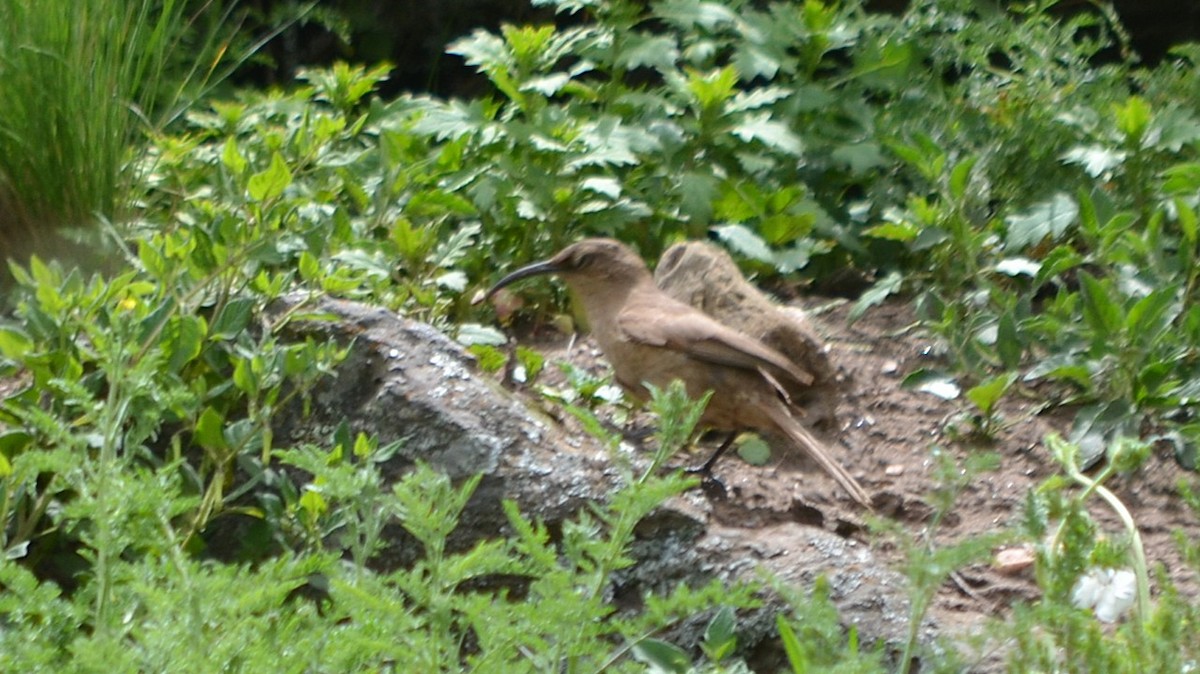 Buff-breasted Earthcreeper - ML639776182