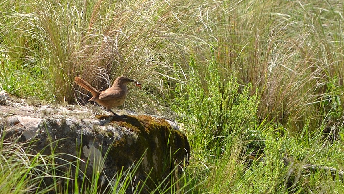 Buff-breasted Earthcreeper - ML639776183