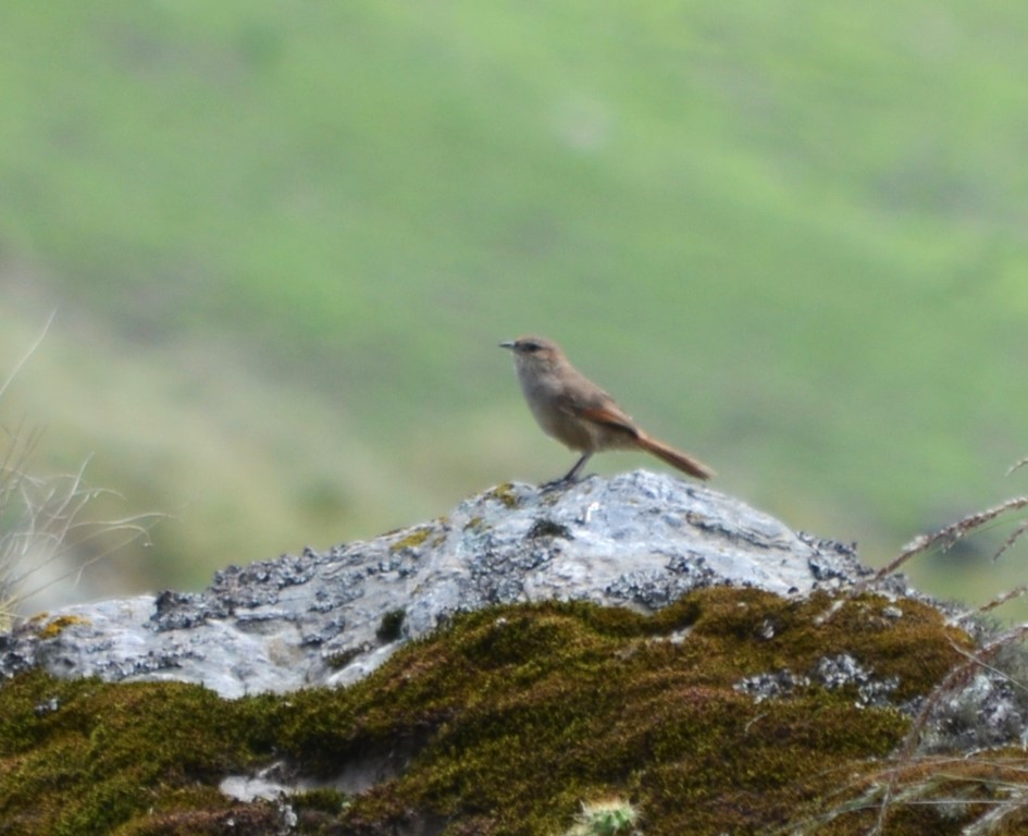 Streak-fronted Thornbird - ML639776219
