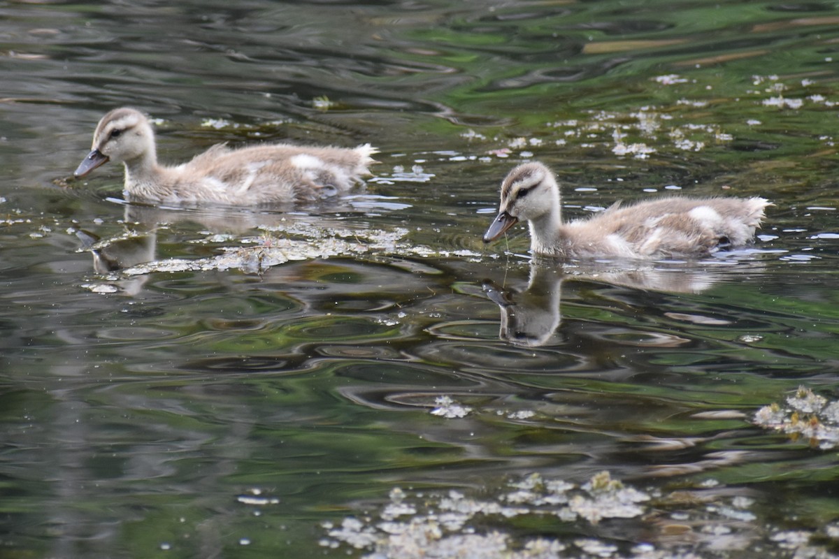 Gadwall - ML639776259
