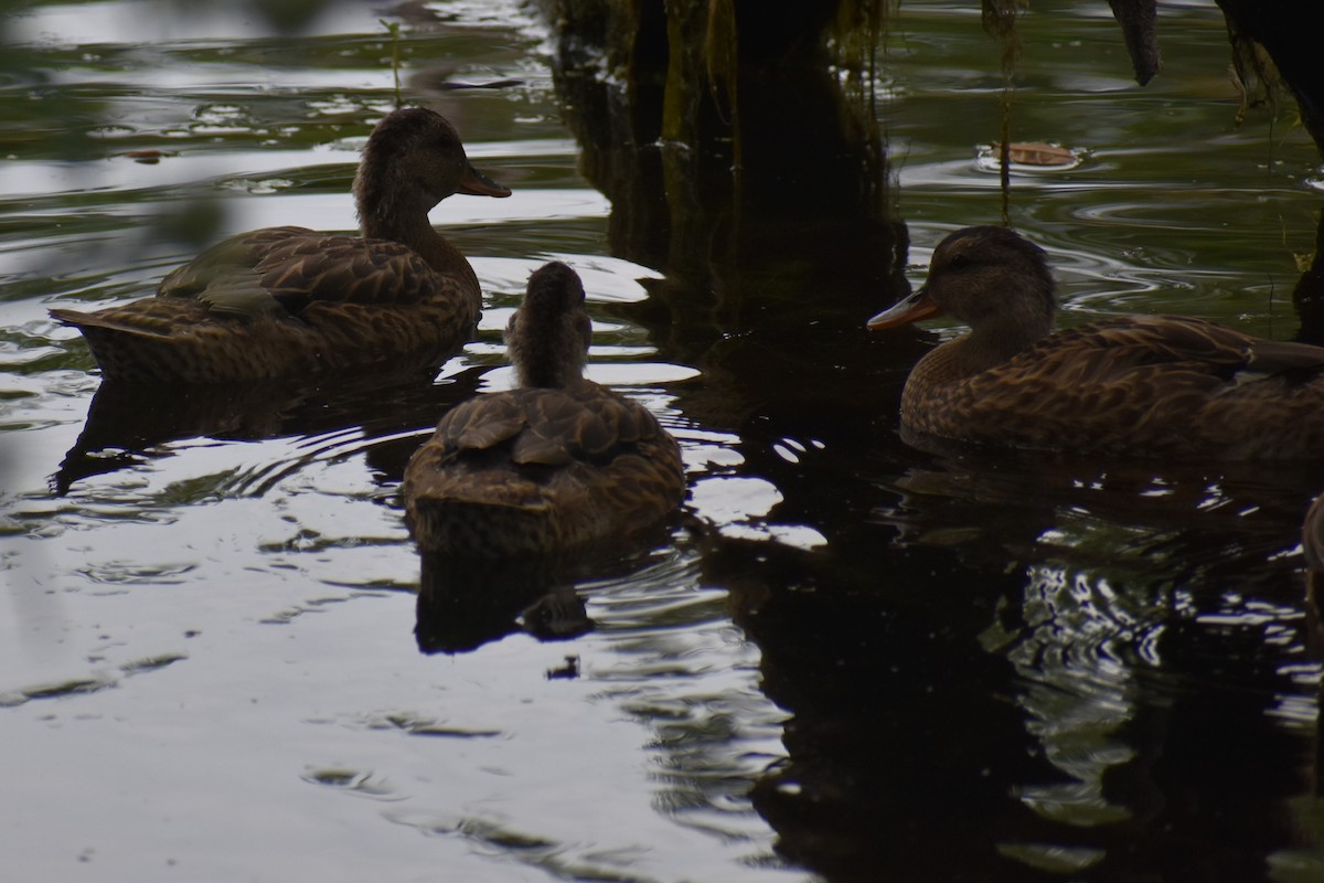 Gadwall - ML639776260