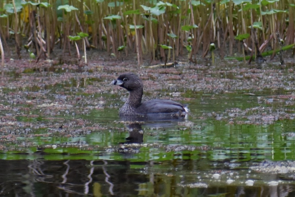 Pied-billed Grebe - ML639776274