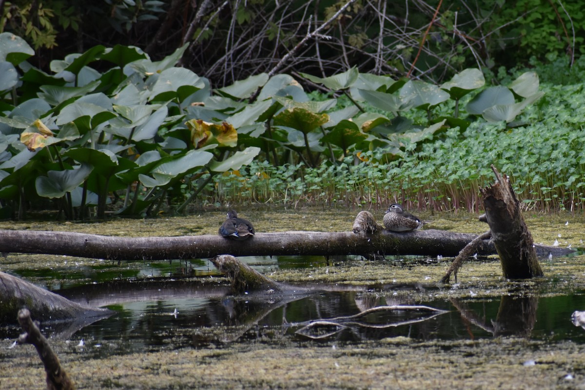 Wood Duck - ML639776313