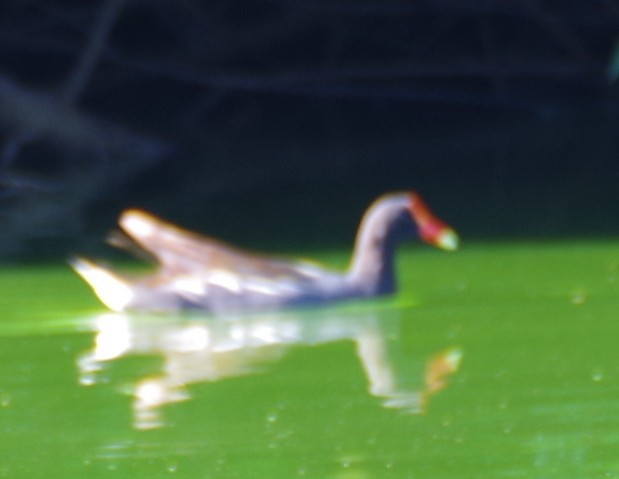Uroilo amerikarra - ML639776336