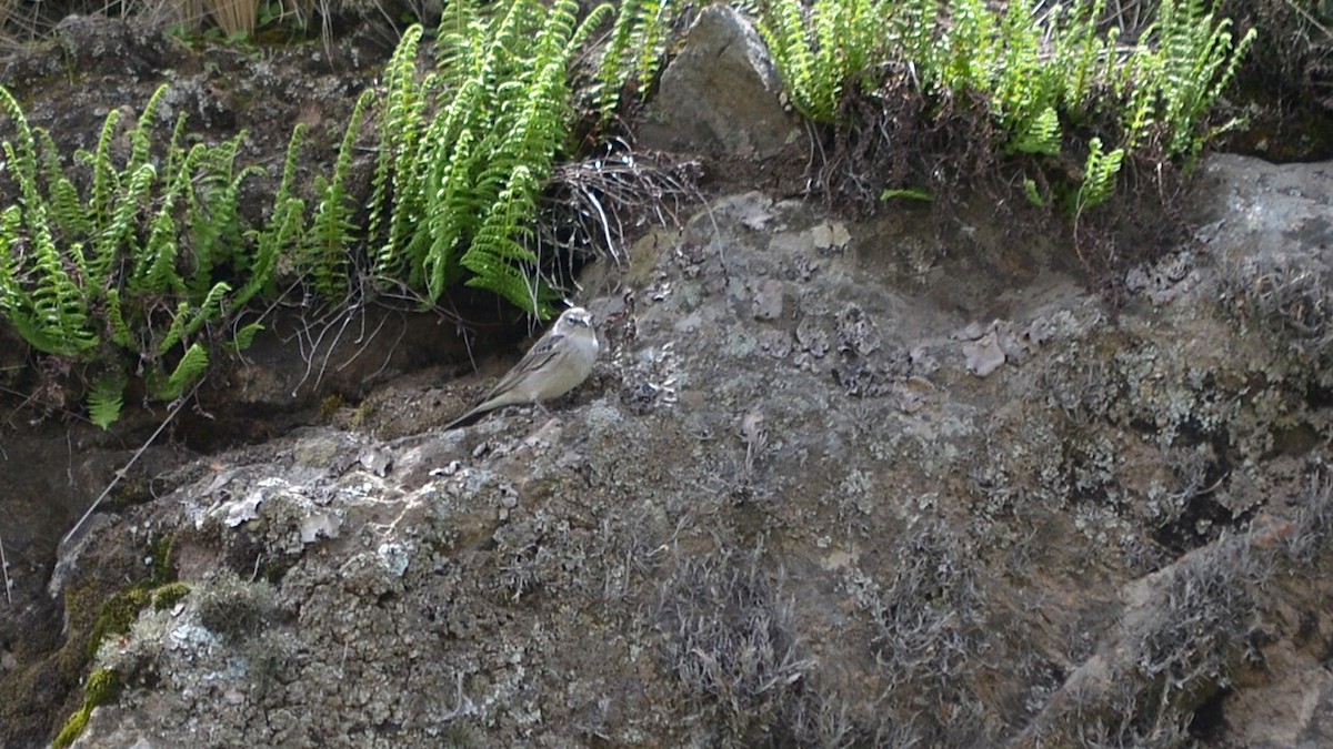 Ash-breasted Sierra Finch - ML639776340