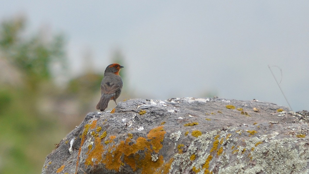 Tucuman Mountain Finch - ML639776360