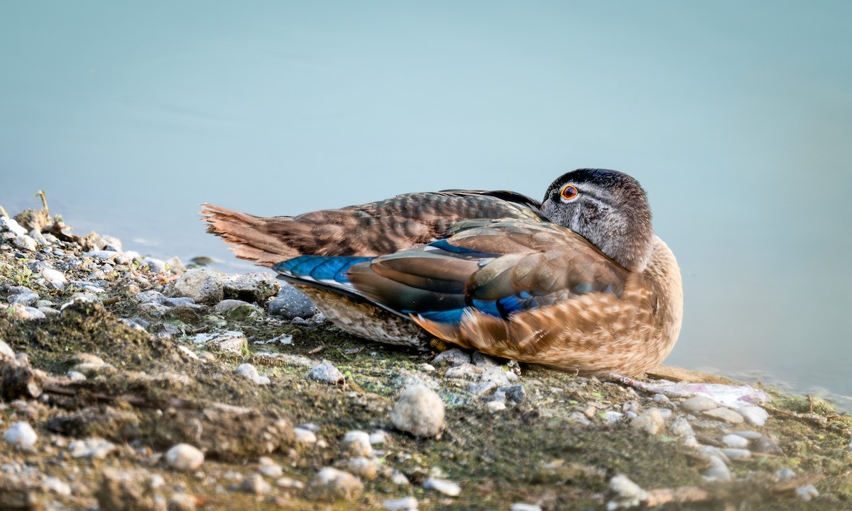 Wood Duck - ML639776394
