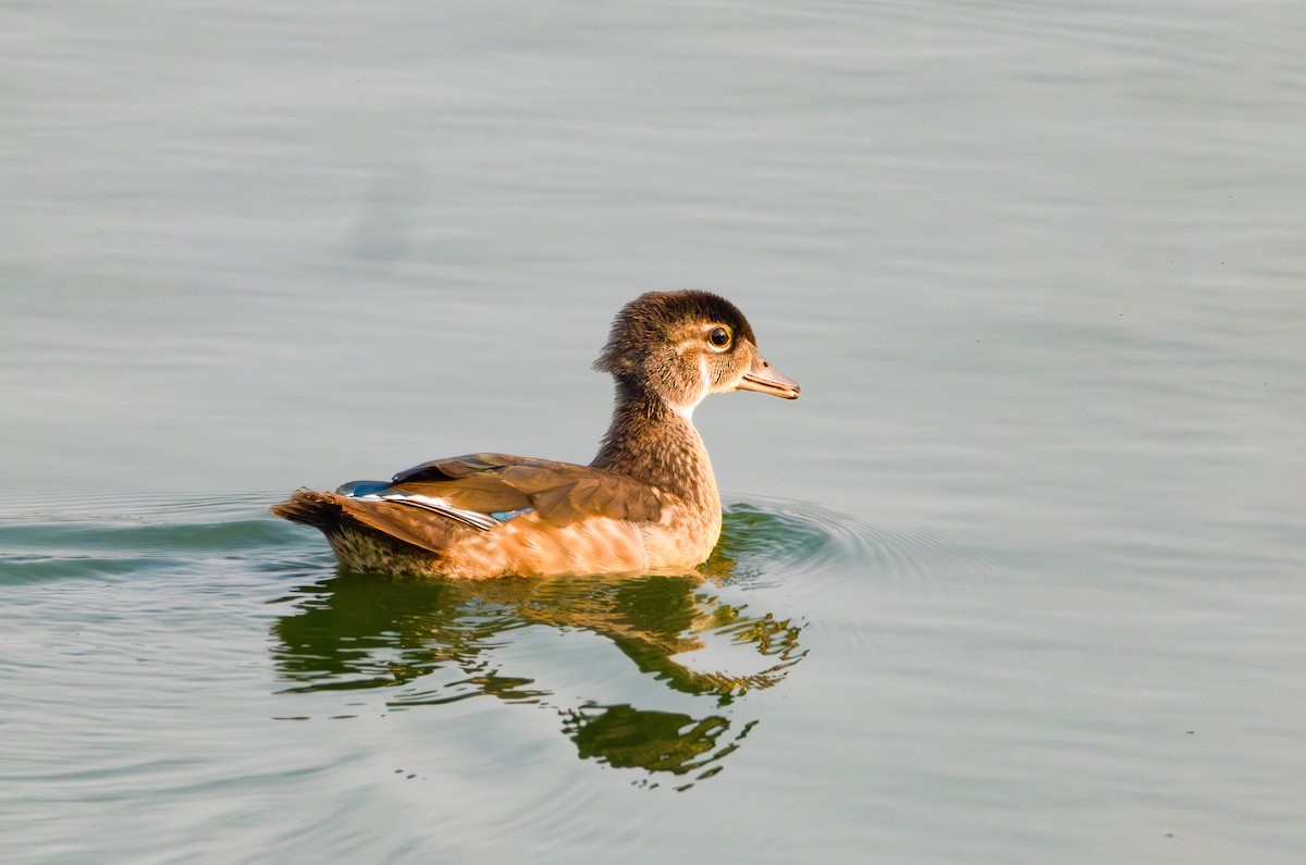 Wood Duck - ML639776395