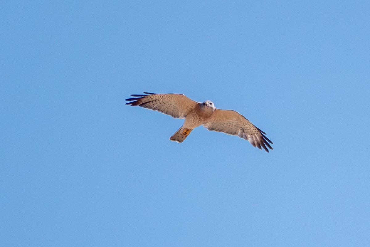 Levant Sparrowhawk - ML639776409