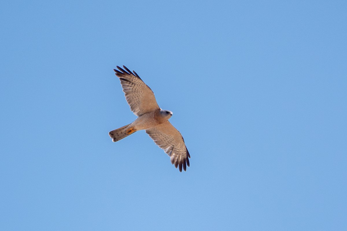 Levant Sparrowhawk - ML639776410