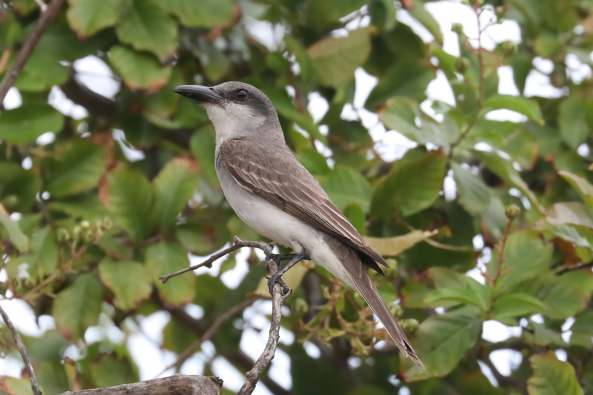 Gray Kingbird - ML639776445