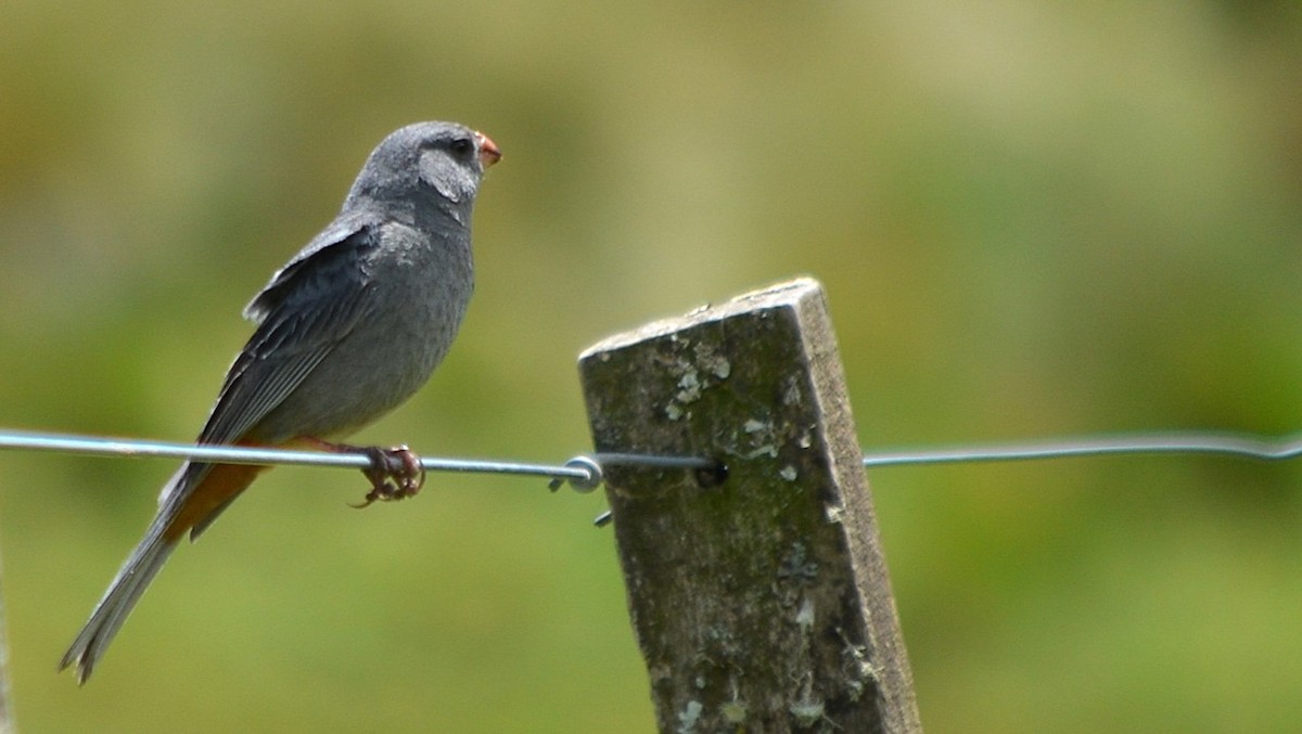 Plain-colored Seedeater - ML639776449