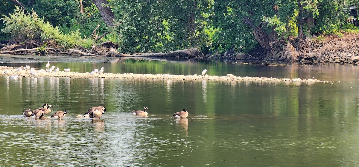 Little Blue Heron - ML639776502