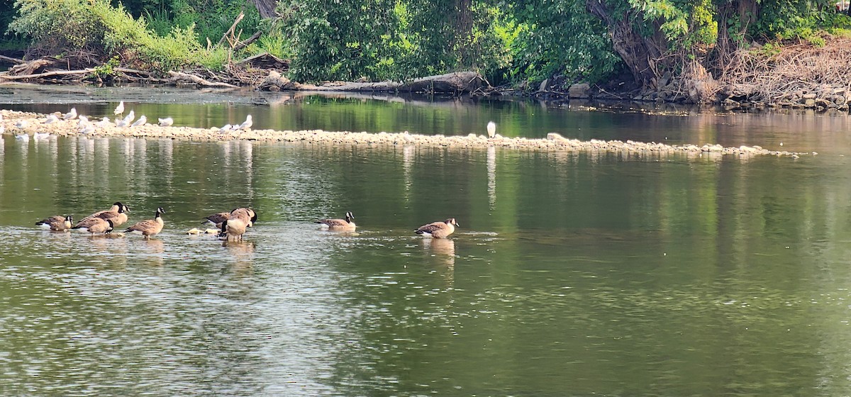 Little Blue Heron - ML639776503