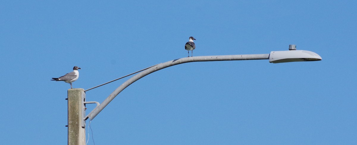 Antxeta mokogorri amerikarra - ML639776524