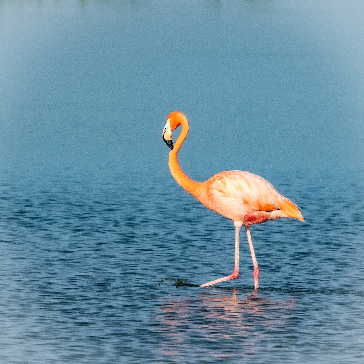 American Flamingo - ML639776619