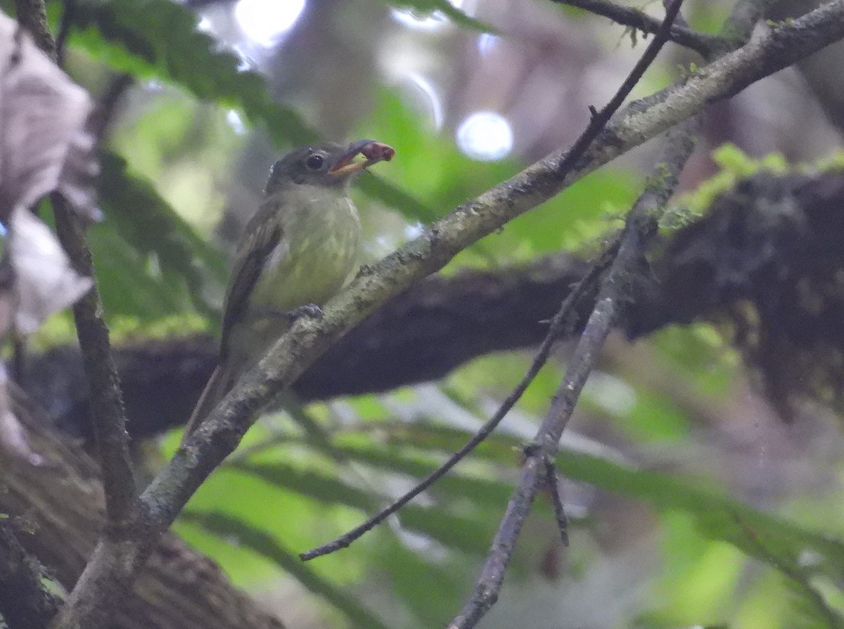Western Olivaceous Flatbill - ML639776771
