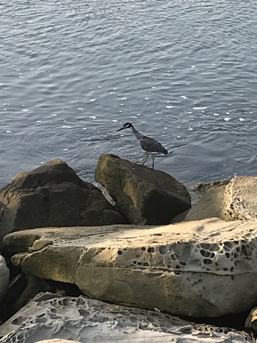 Yellow-crowned Night Heron - ML639776813