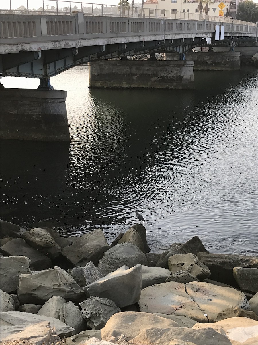 Yellow-crowned Night Heron - ML639776814