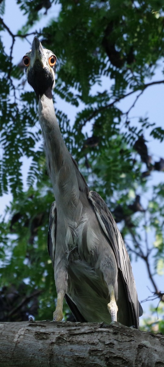 Yellow-crowned Night Heron - ML639776838
