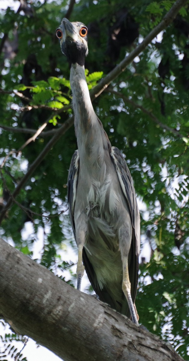 Yellow-crowned Night Heron - ML639776839