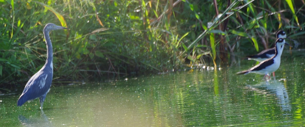 Little Blue Heron - ML639776893