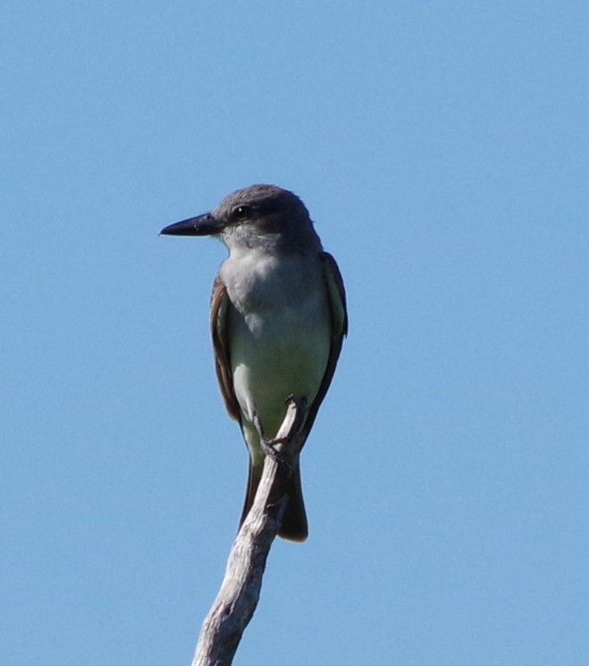 Gray Kingbird - ML639776930