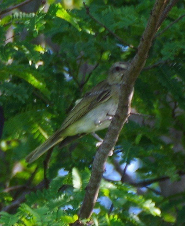 Black-whiskered Vireo - ML639776974