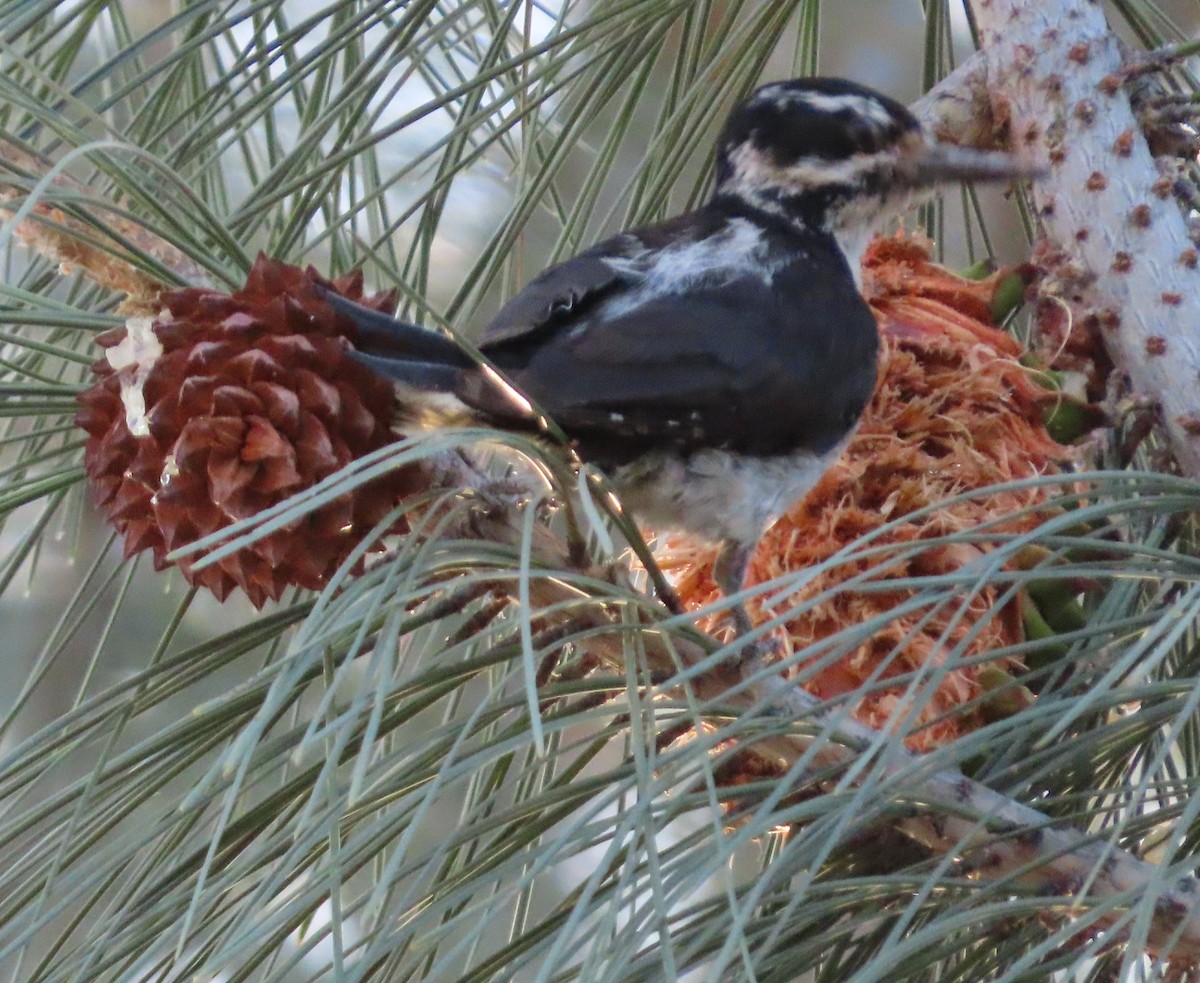 Hairy Woodpecker - ML639777046