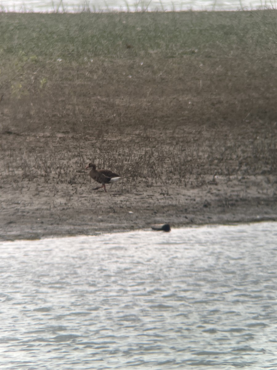 Greater White-fronted Goose - ML639777081
