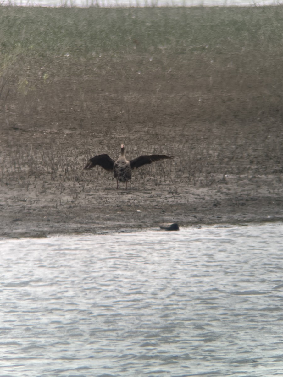 Greater White-fronted Goose - ML639777082