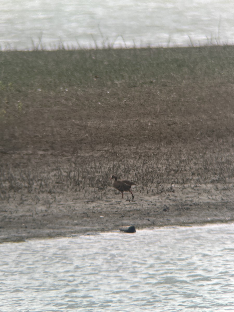 Greater White-fronted Goose - ML639777083