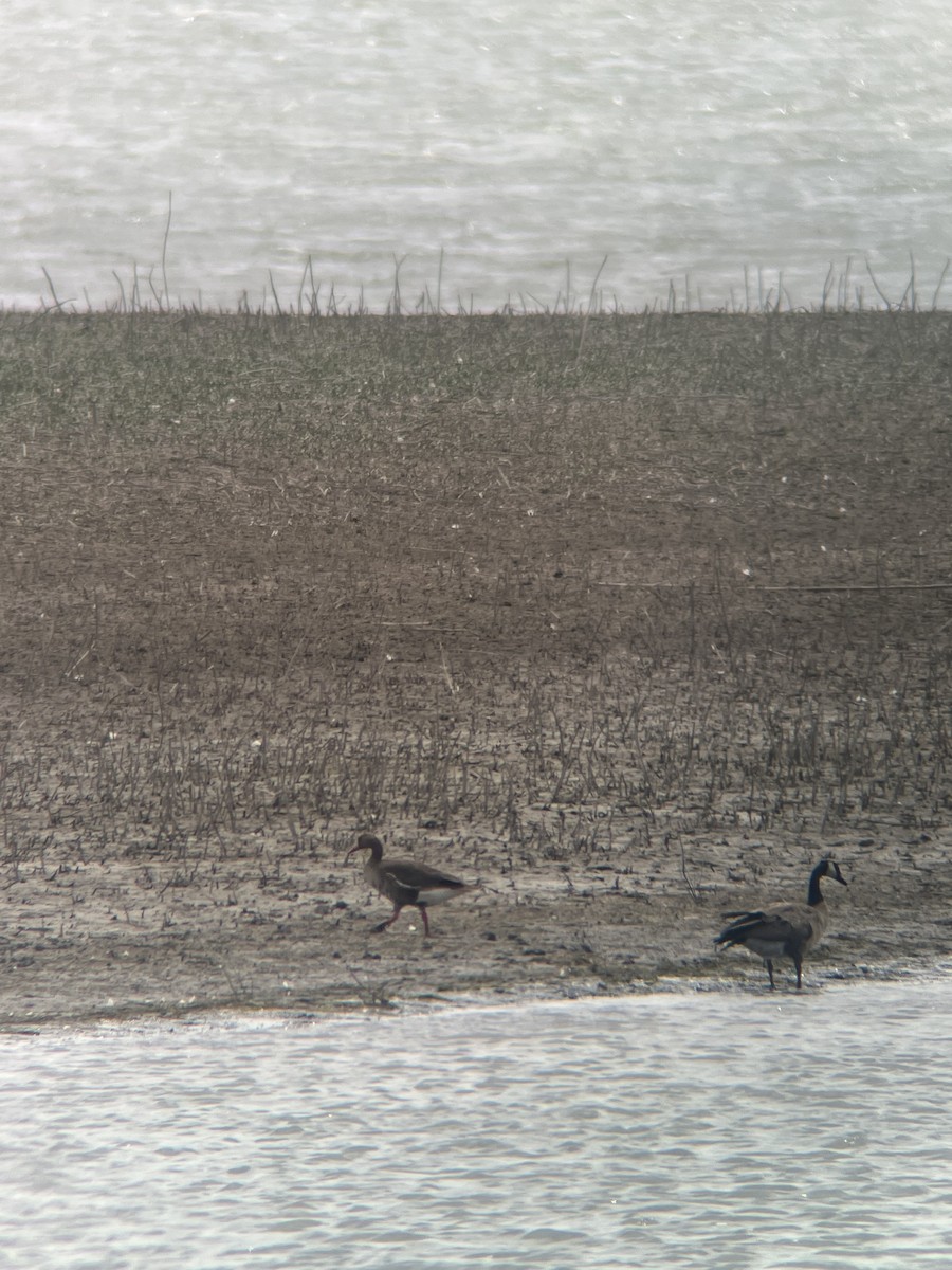 Greater White-fronted Goose - ML639777084