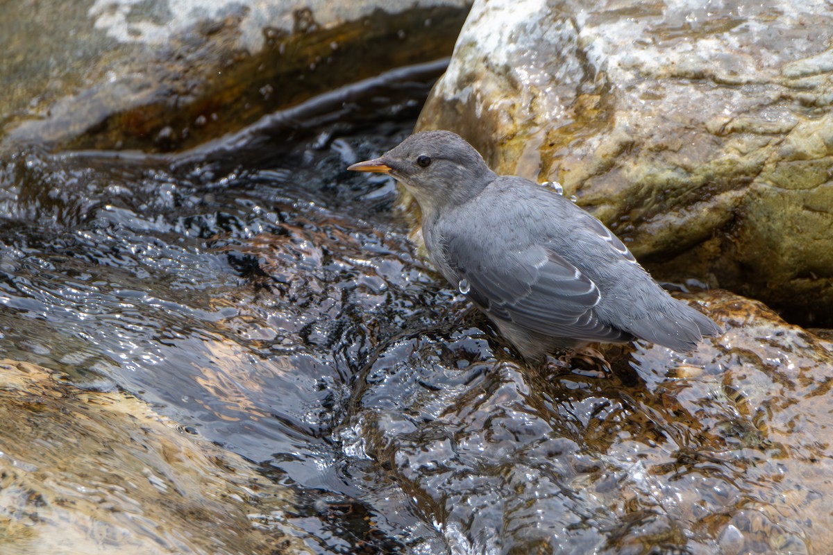 American Dipper - ML639777103