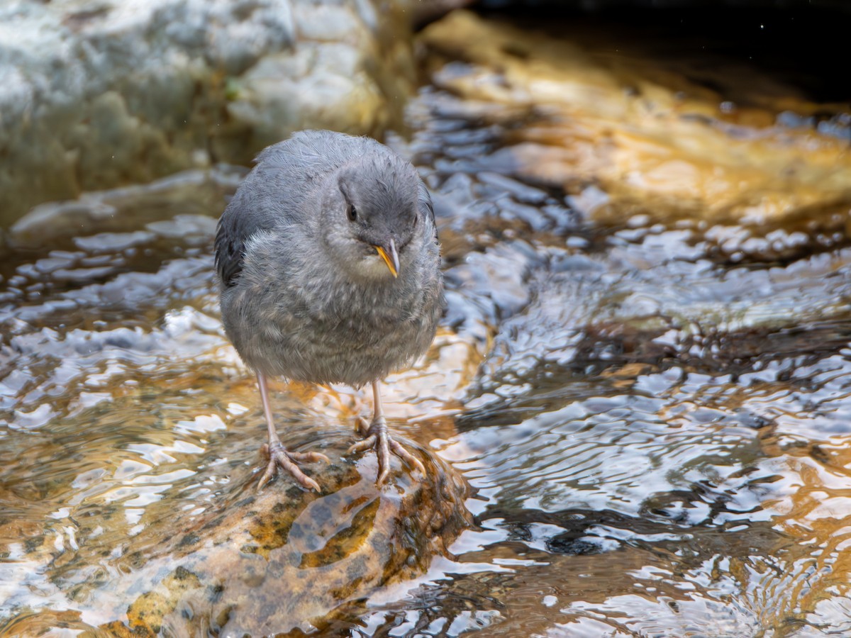 American Dipper - ML639777107