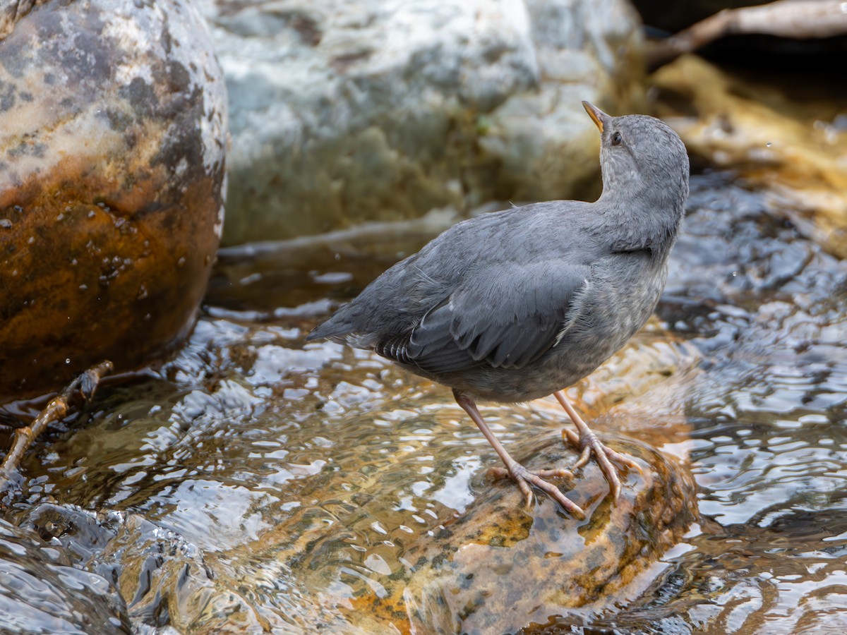 American Dipper - ML639777115