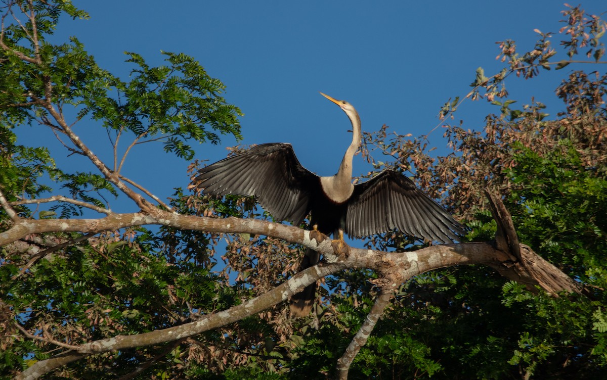 Anhinga - ML639777117