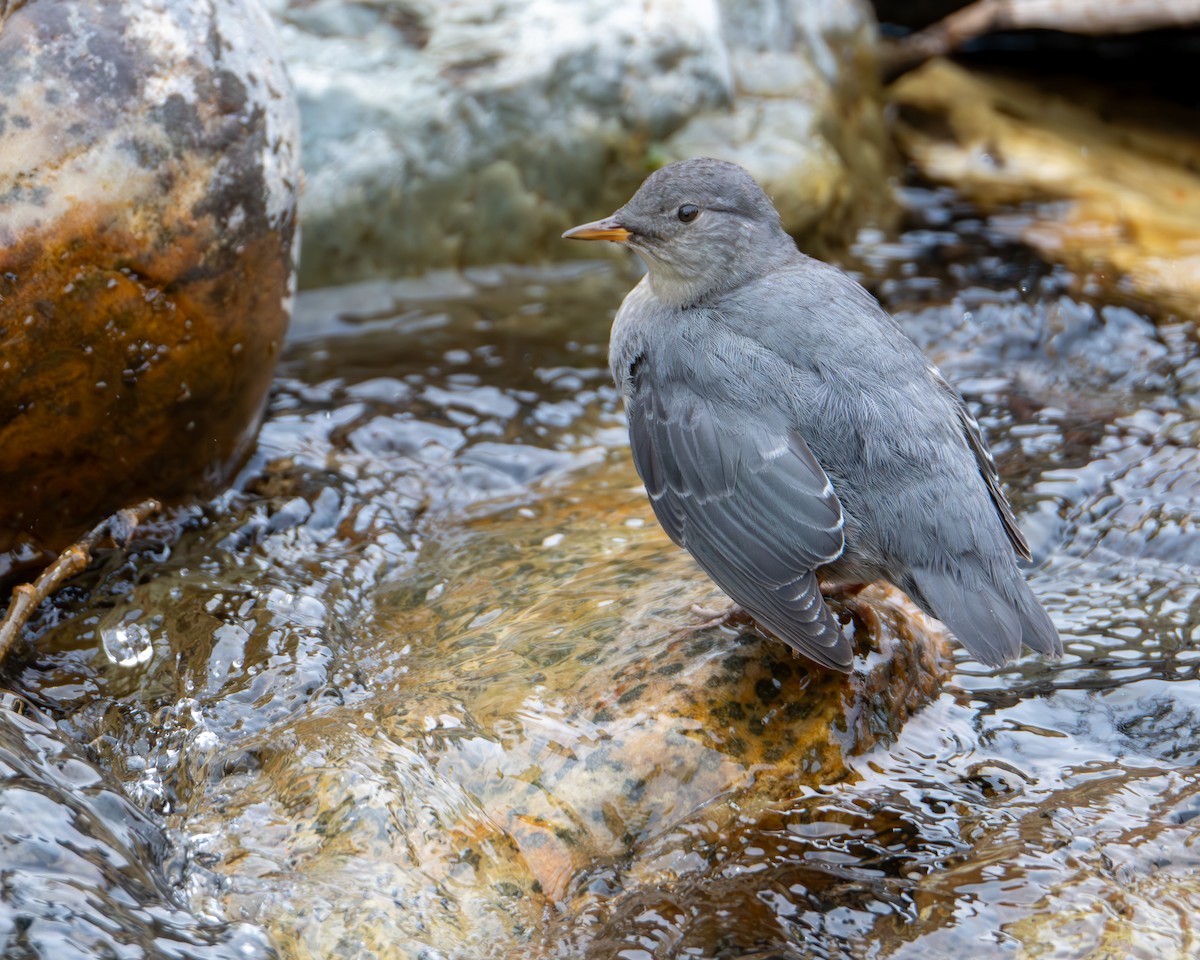 American Dipper - ML639777123