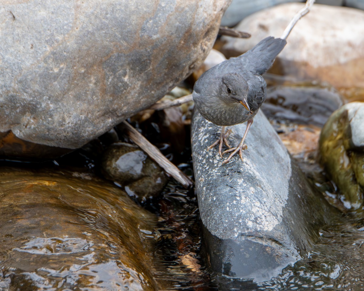 American Dipper - ML639777133