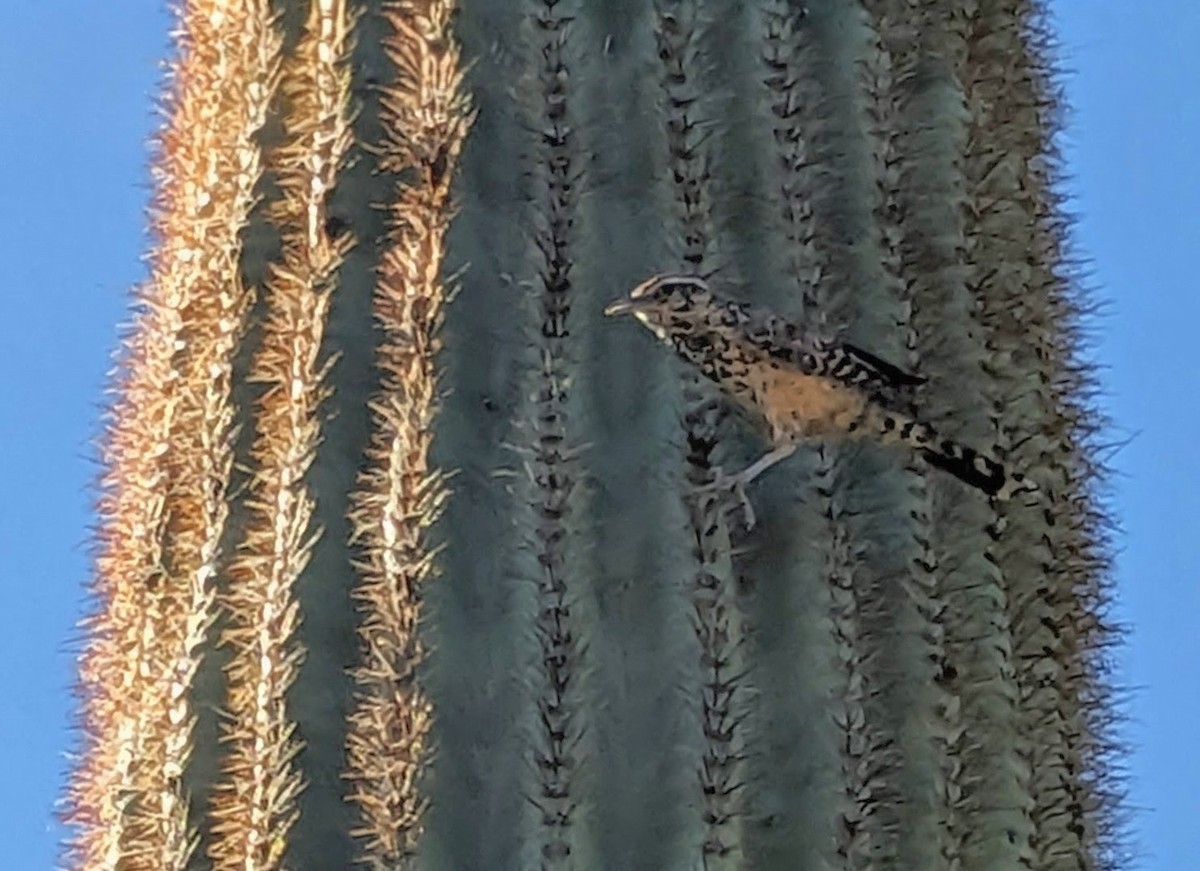 Cactus Wren - ML639777154