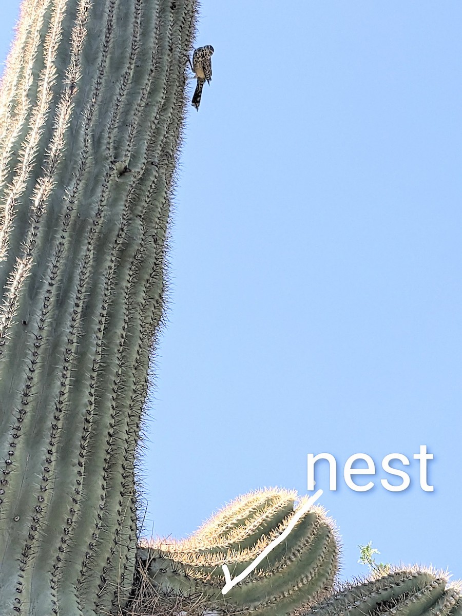 Cactus Wren - ML639777155