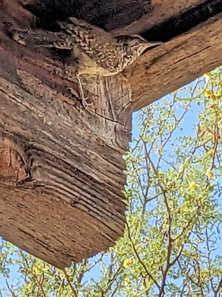 Cactus Wren - ML639777156