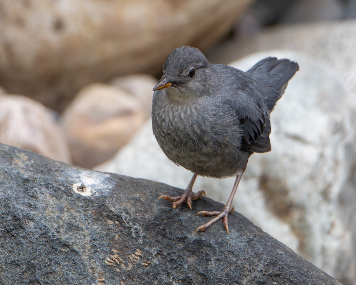 American Dipper - ML639777179