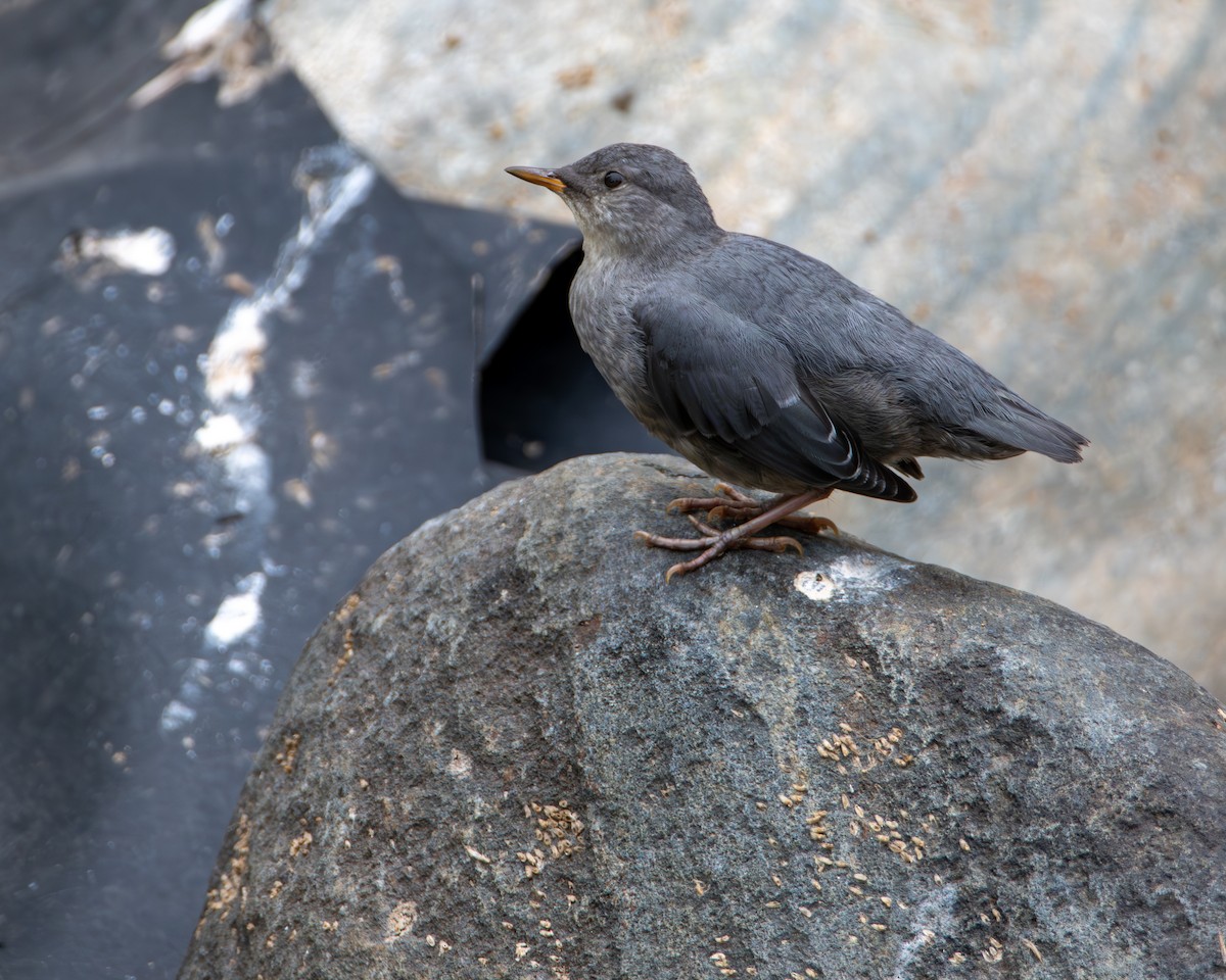 American Dipper - ML639777183