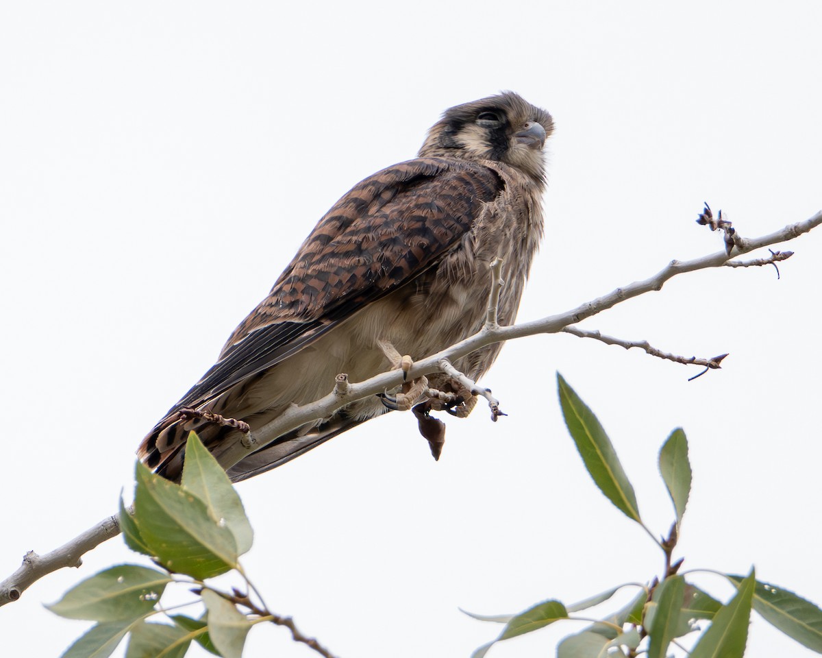 American Kestrel - ML639777209