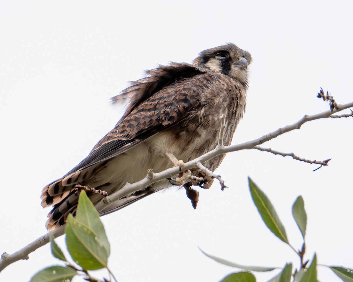 American Kestrel - ML639777210