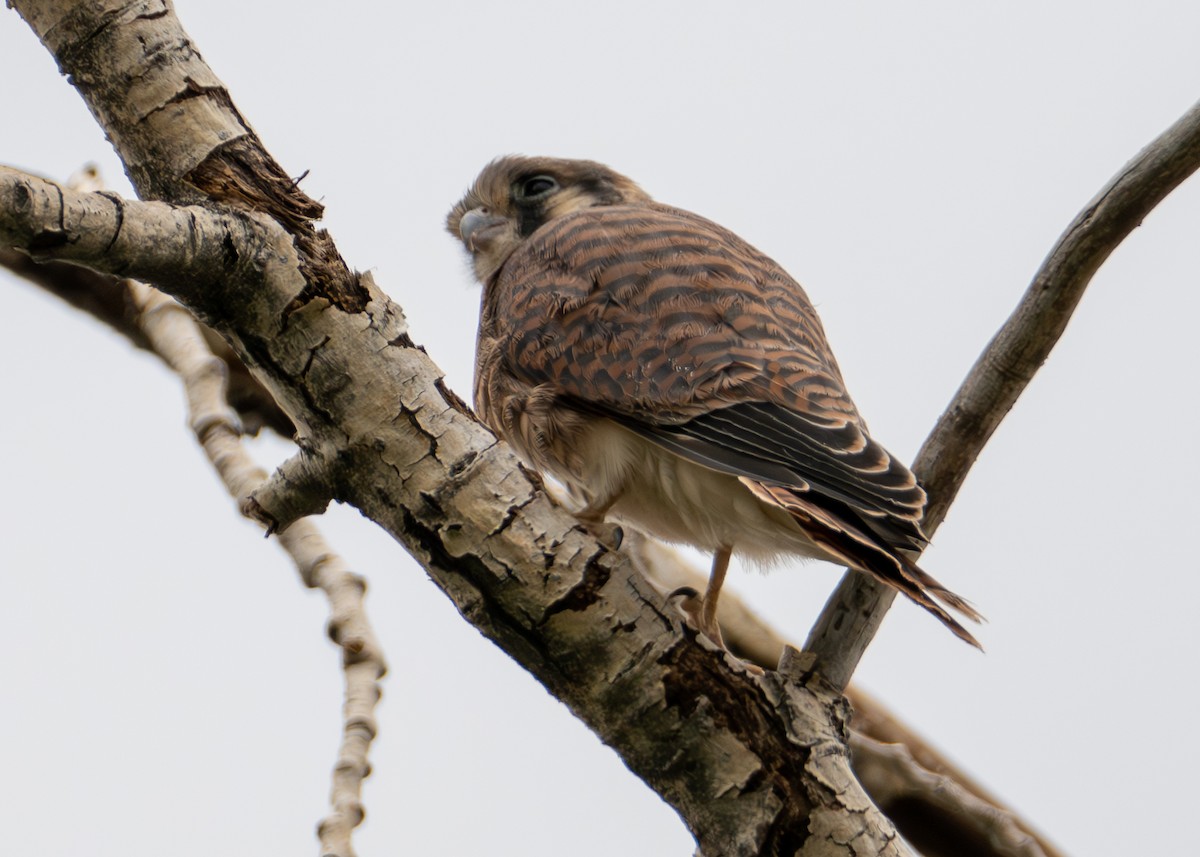 American Kestrel - ML639777214